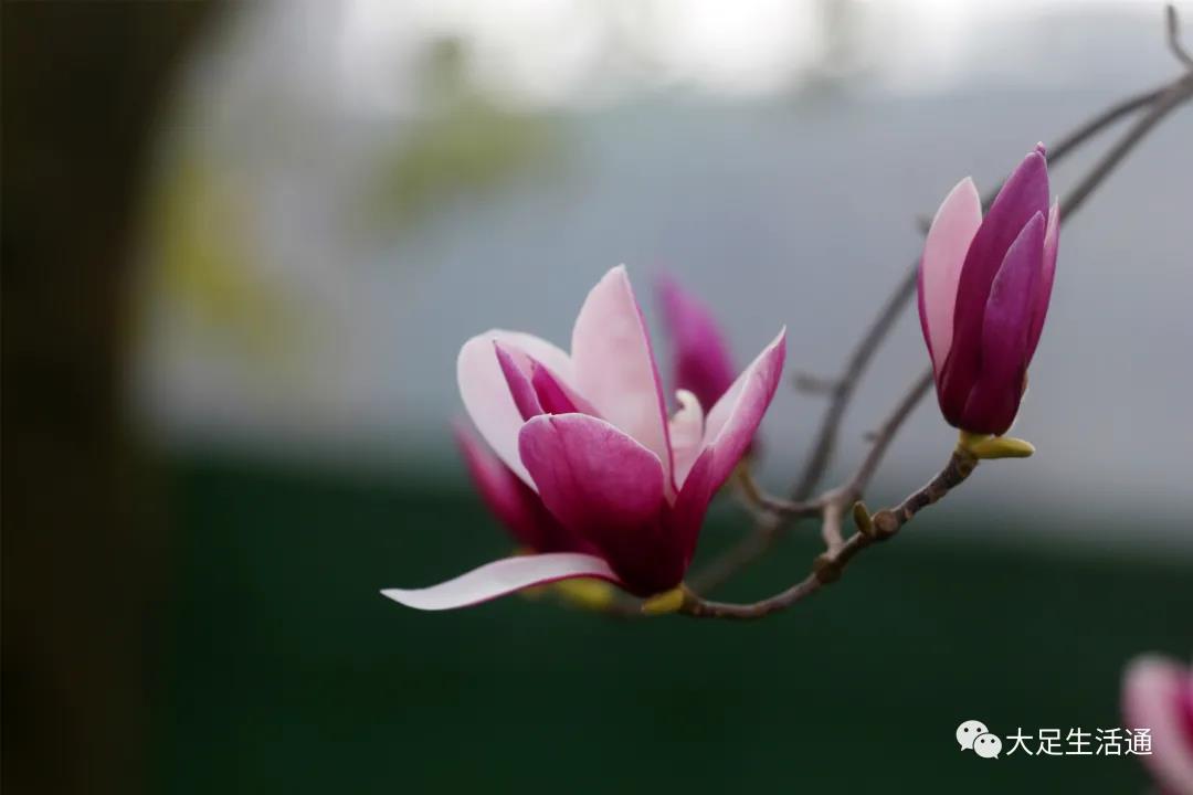 犹如装满美酒的杯子伫立在枝头 这里的玉兰花有三个品种 白玉兰基本快