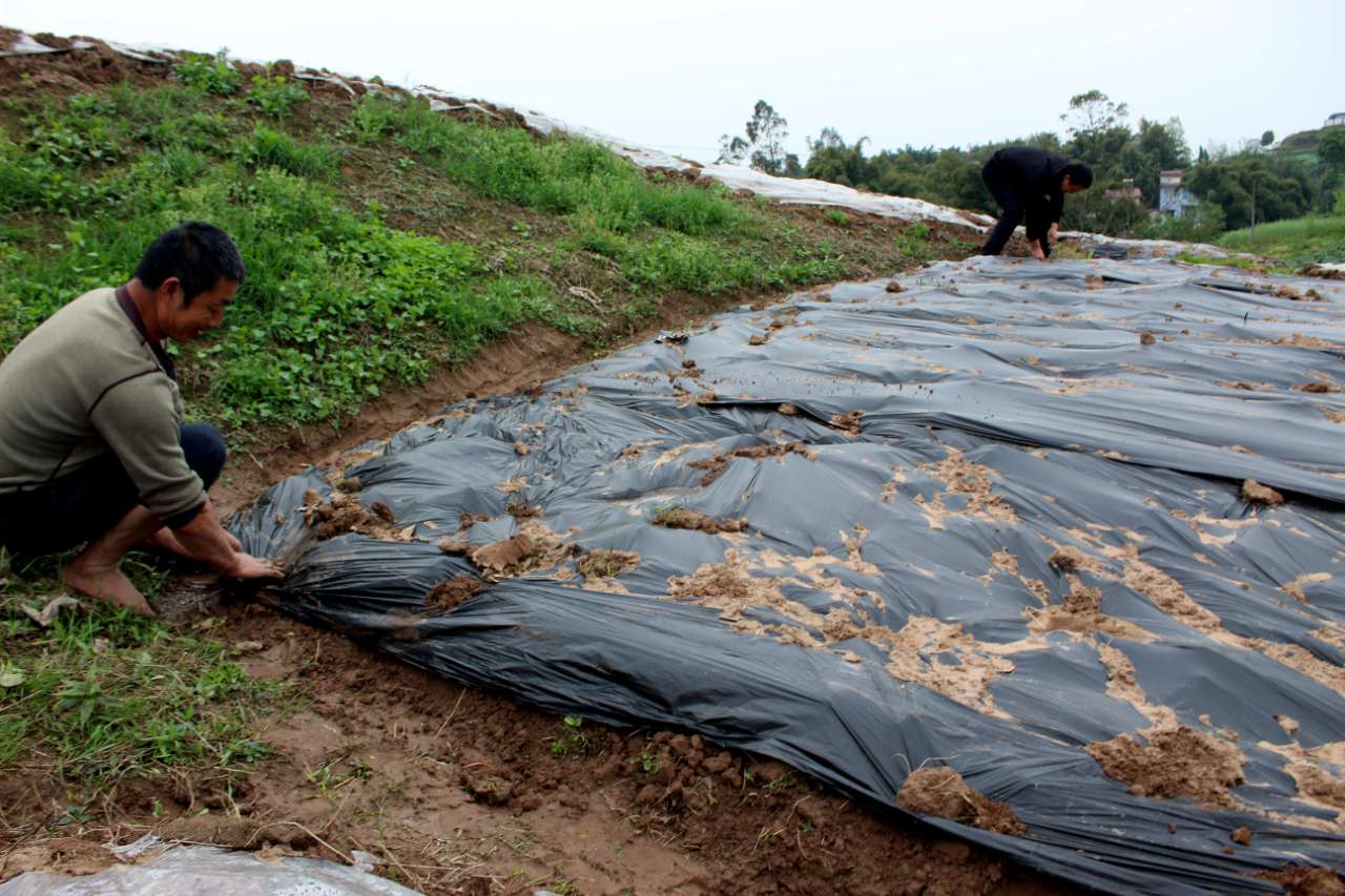 大足6个镇街示范推广加厚地膜和全生物降解膜 有效破解农村废弃农膜