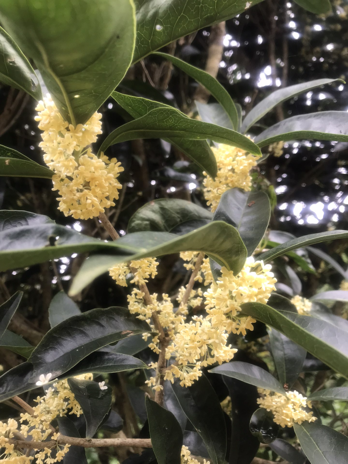 黄桂花好还是白桂花好?