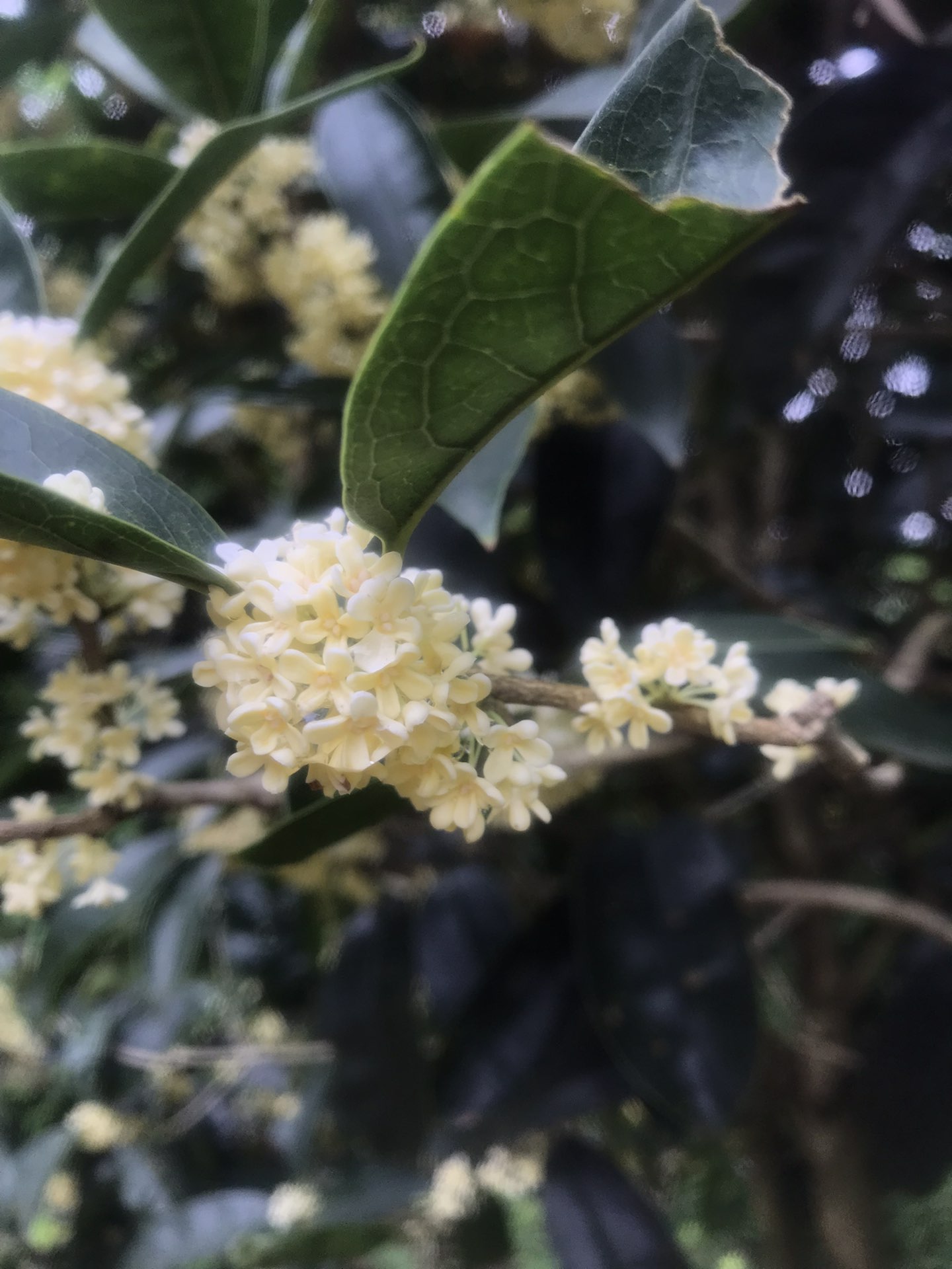 黄桂花好还是白桂花好?