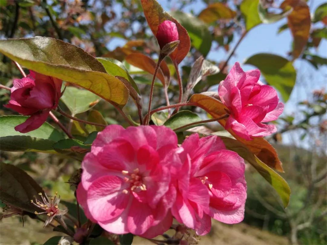 海棠飘香云展览(一)