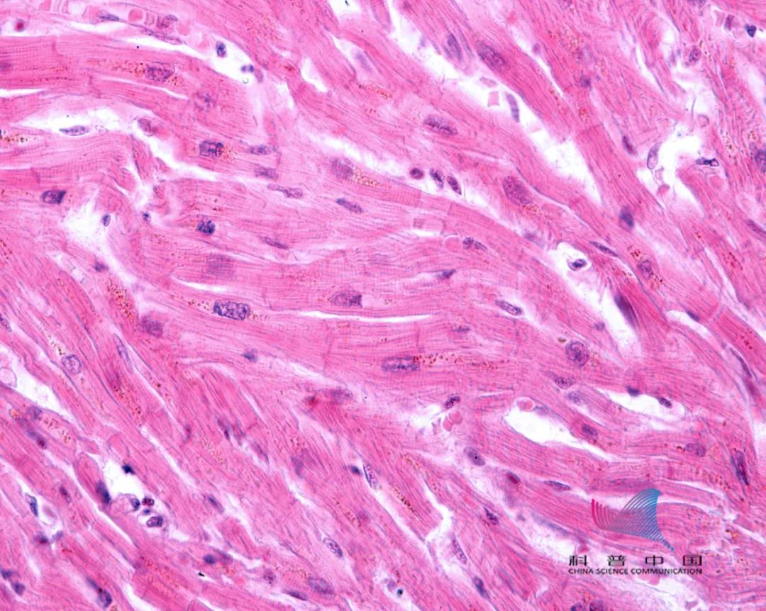 细胞受体的"一级靶标"进入人体宿主,而后 通过血液循环系统运送到心脏