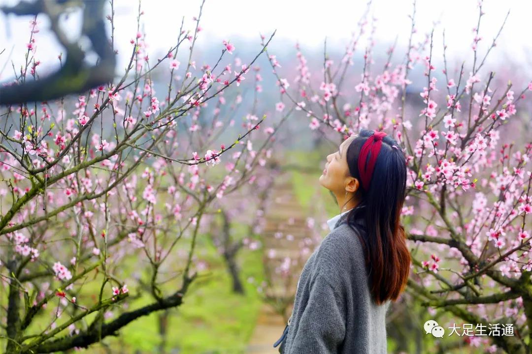 賞桃花,摘果,採菌!大足這條鄉村旅遊精品路線太美了!