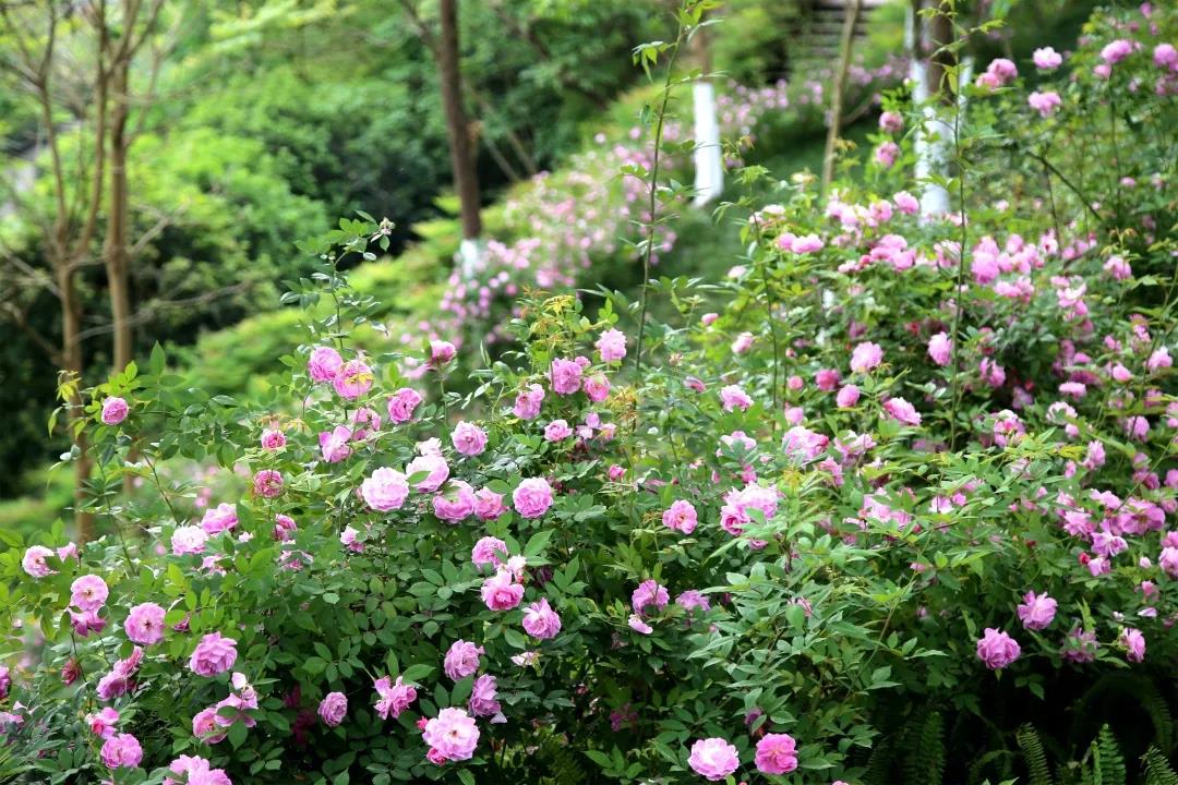 大足南山公园蔷薇园的蔷薇花开了,快来打卡!