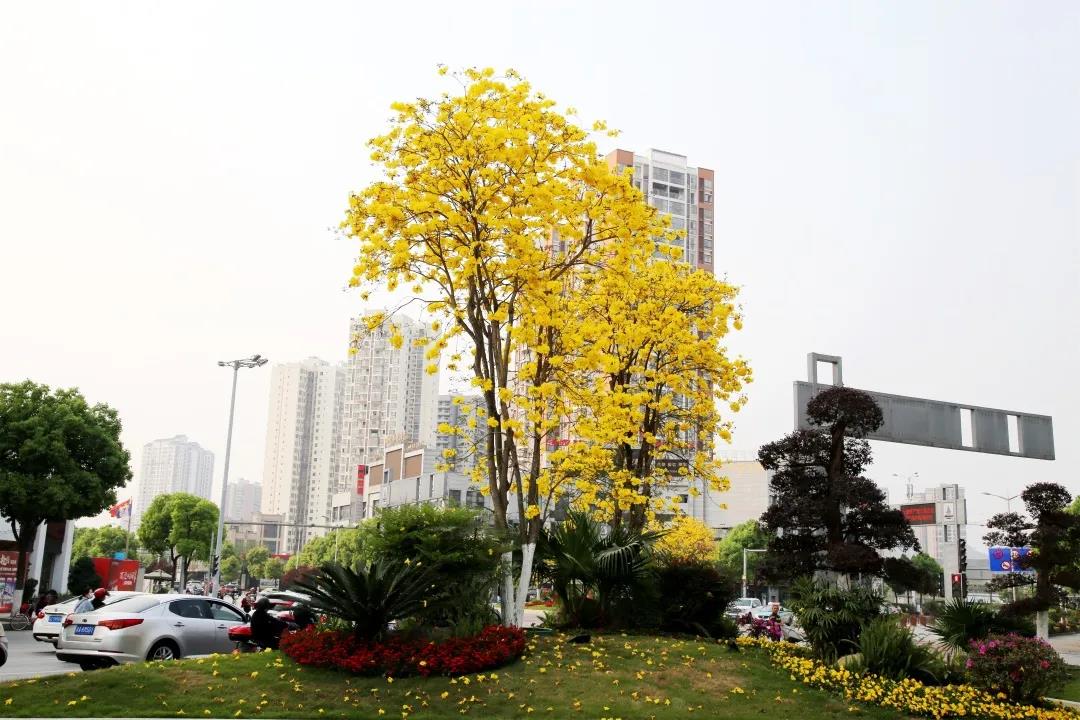 近期黃花風鈴木在大足的公園,遊園,廣場和交通島等處競相開放,花朵