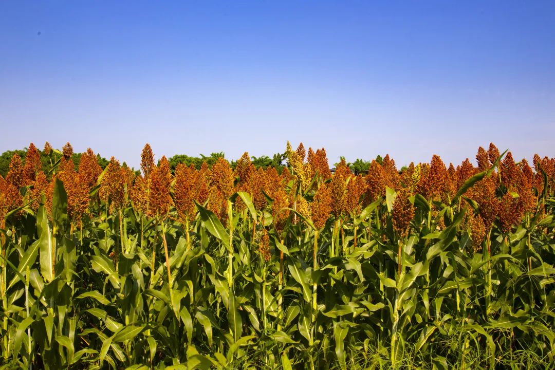 大足高粱红了,mv来了.