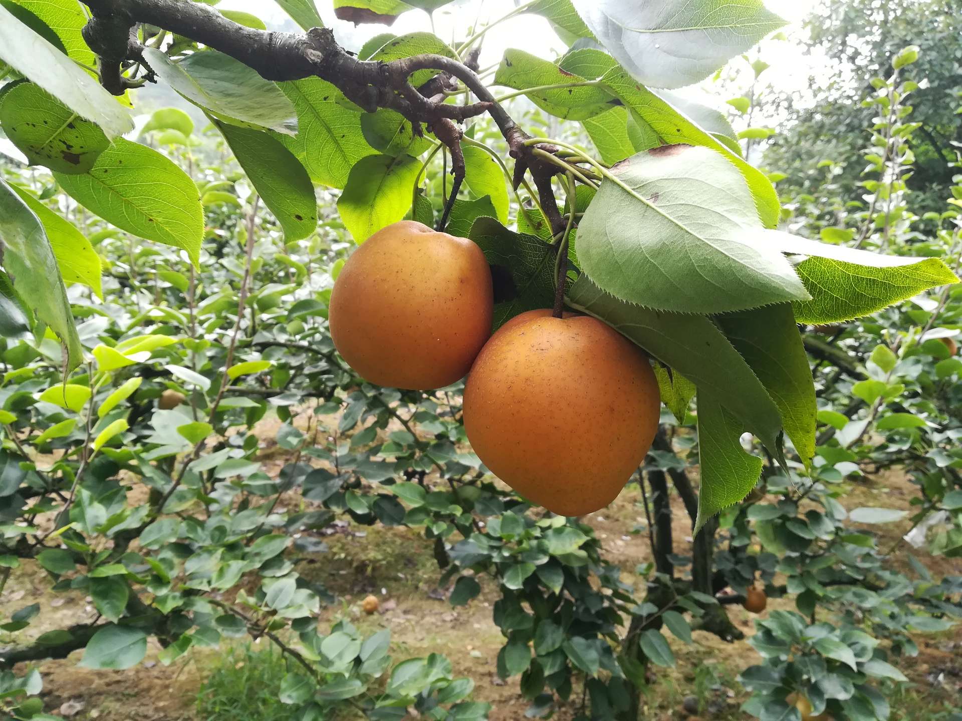 来!黄瓜山摘梨子