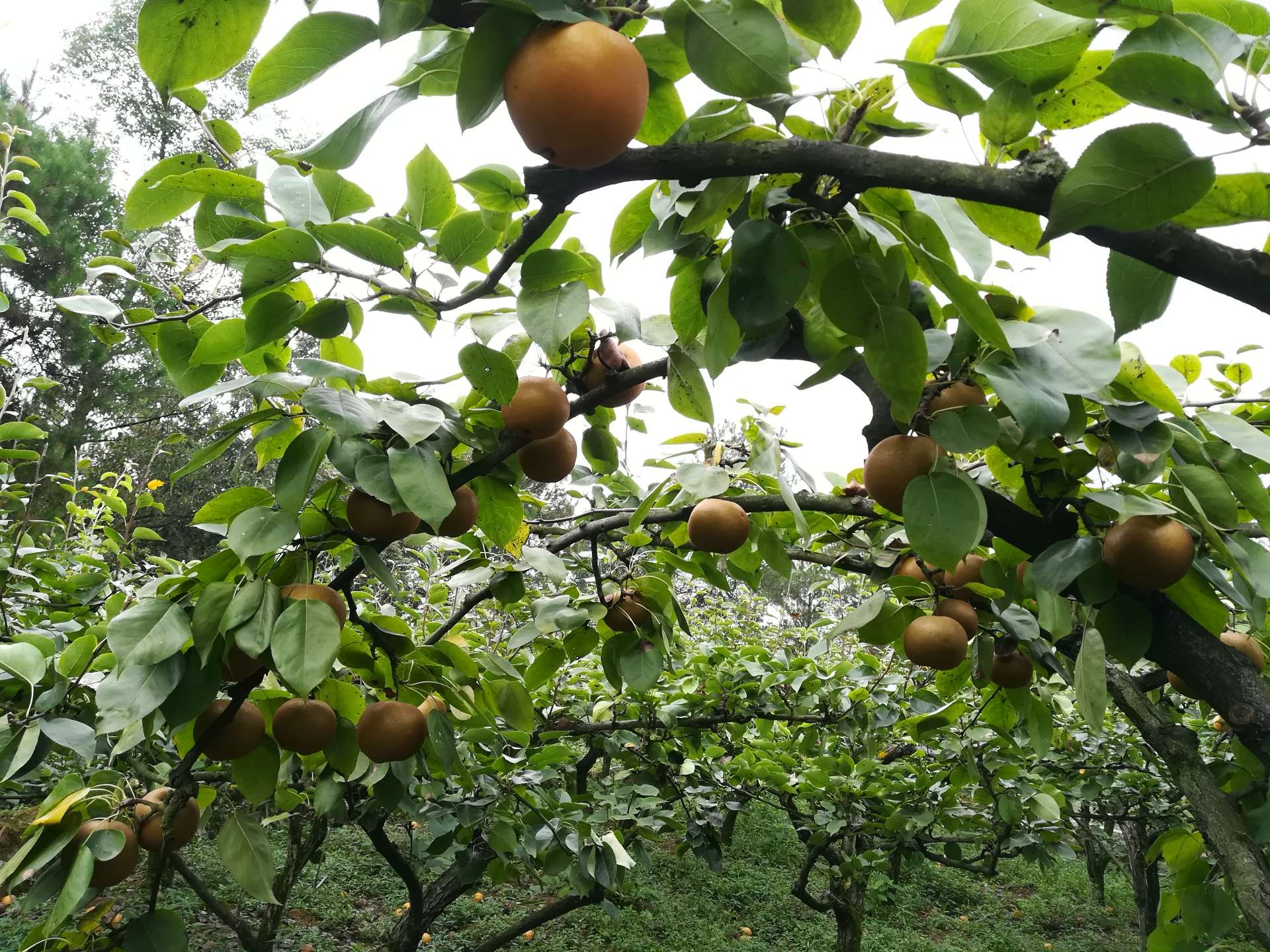 来!黄瓜山摘梨子