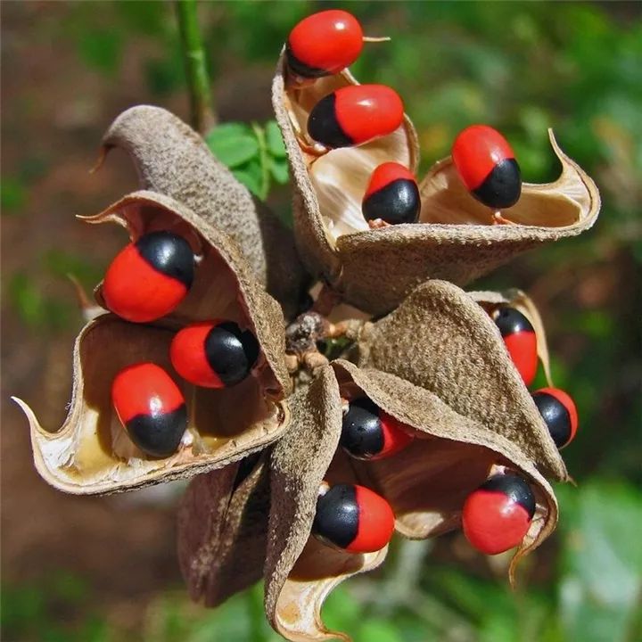 周围的其他植物,如果在外面看到,千万不要当做红豆或者其它豆类采摘