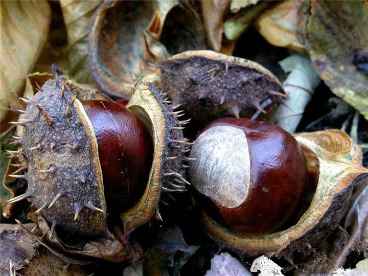 马栗是马栗树的果实,马栗树又叫欧洲七叶树,猴板栗,梭椤树,一看到它